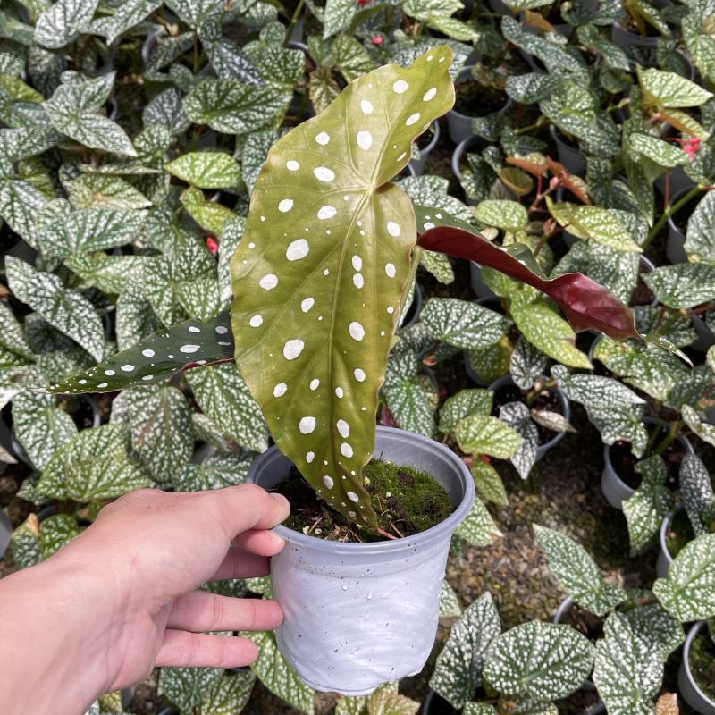 鳟鱼秋海棠荷兰进口北欧风网红进口绿植盆栽室内阳台