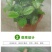 大棚防虫网果树果园网罩蔬菜植物防护网花卉农作物拱棚挡虫网