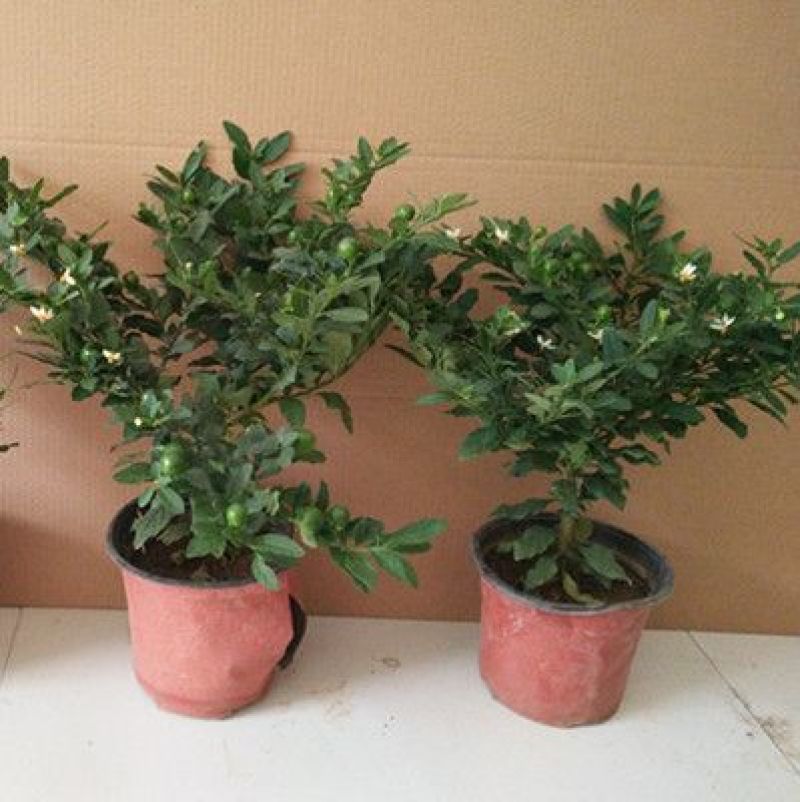 冬珊瑚四季果花卉盆栽吉庆果红珊瑚豆耐热耐寒多年生