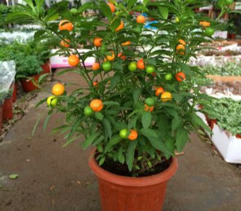 冬珊瑚四季果花卉盆栽吉庆果红珊瑚豆耐热耐寒多年生