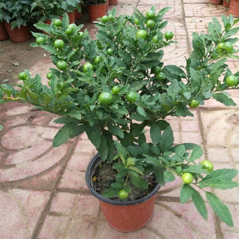 冬珊瑚四季果花卉盆栽吉庆果红珊瑚豆耐热耐寒多年生