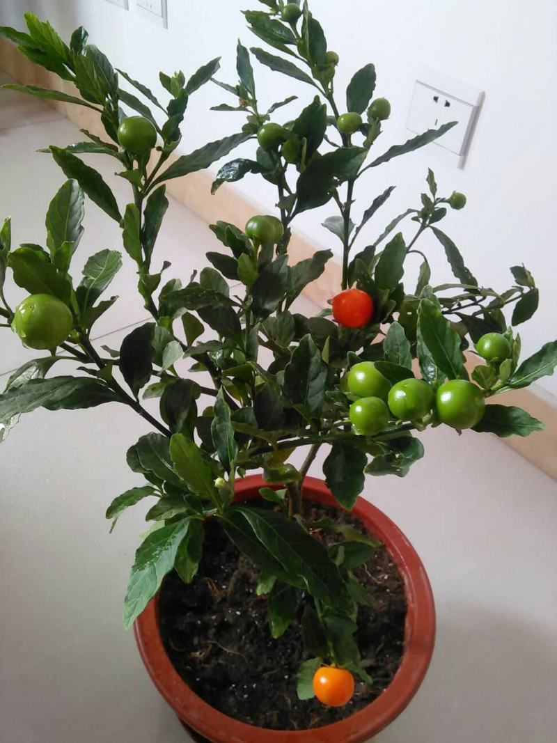 冬珊瑚四季果花卉盆栽吉庆果红珊瑚豆耐热耐寒多年生
