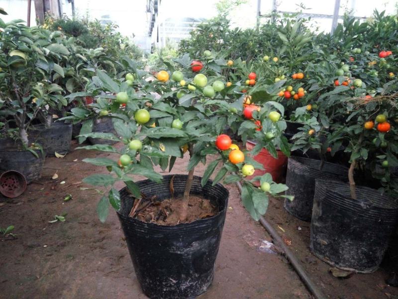 冬珊瑚四季果花卉盆栽吉庆果红珊瑚豆耐热耐寒多年生