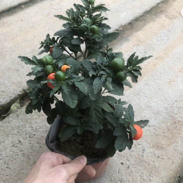 冬珊瑚四季果花卉盆栽吉庆果红珊瑚豆耐热耐寒多年生
