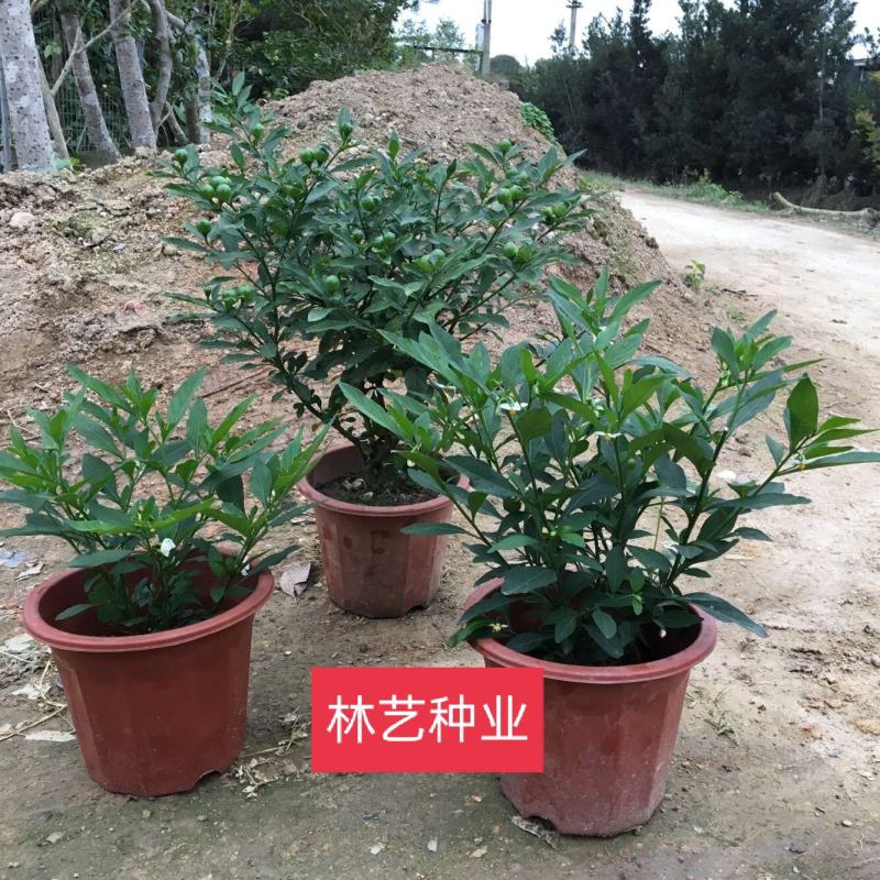 冬珊瑚四季果花卉盆栽吉庆果红珊瑚豆耐热耐寒多年生