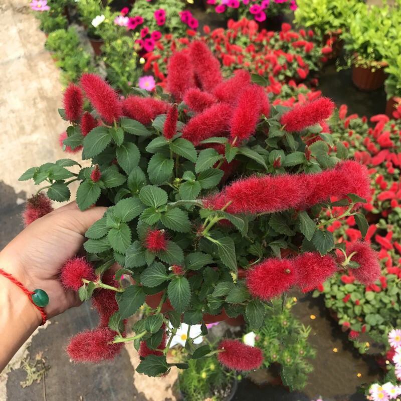 红樱吊兰岁岁红垂吊盆栽狗尾红红穗铁苋菜红色吊兰