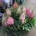 进口花卉落新妇盆栽带花阳台花园多年生宿根耐阴花卉