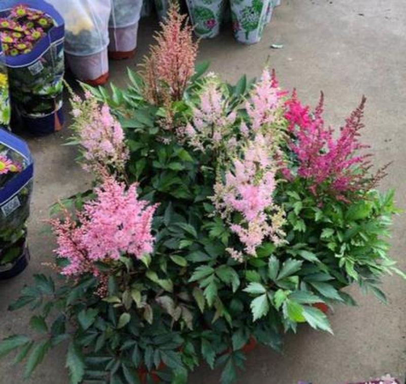 进口花卉落新妇盆栽带花阳台花园多年生宿根耐阴花卉