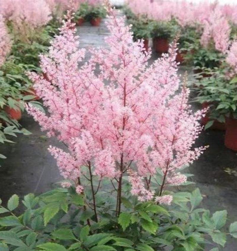 进口花卉落新妇盆栽带花阳台花园多年生宿根耐阴花卉