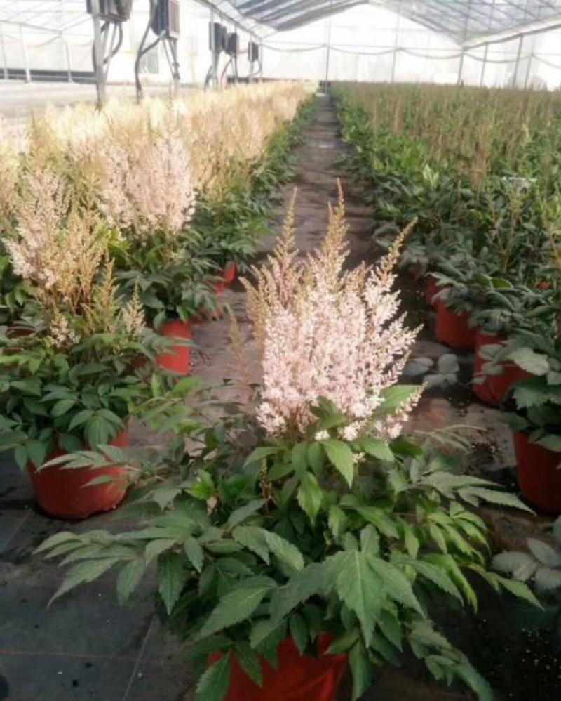 进口花卉落新妇盆栽带花阳台花园多年生宿根耐阴花卉