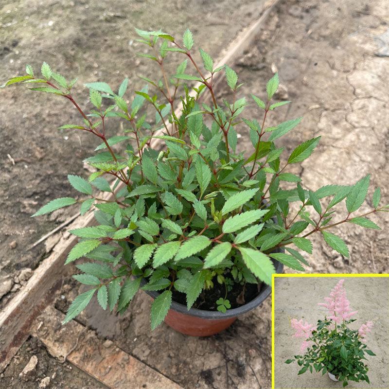 进口花卉落新妇盆栽带花阳台花园多年生宿根耐阴花卉