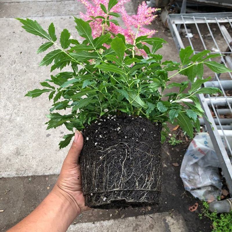 进口花卉落新妇盆栽带花阳台花园多年生宿根耐阴花卉