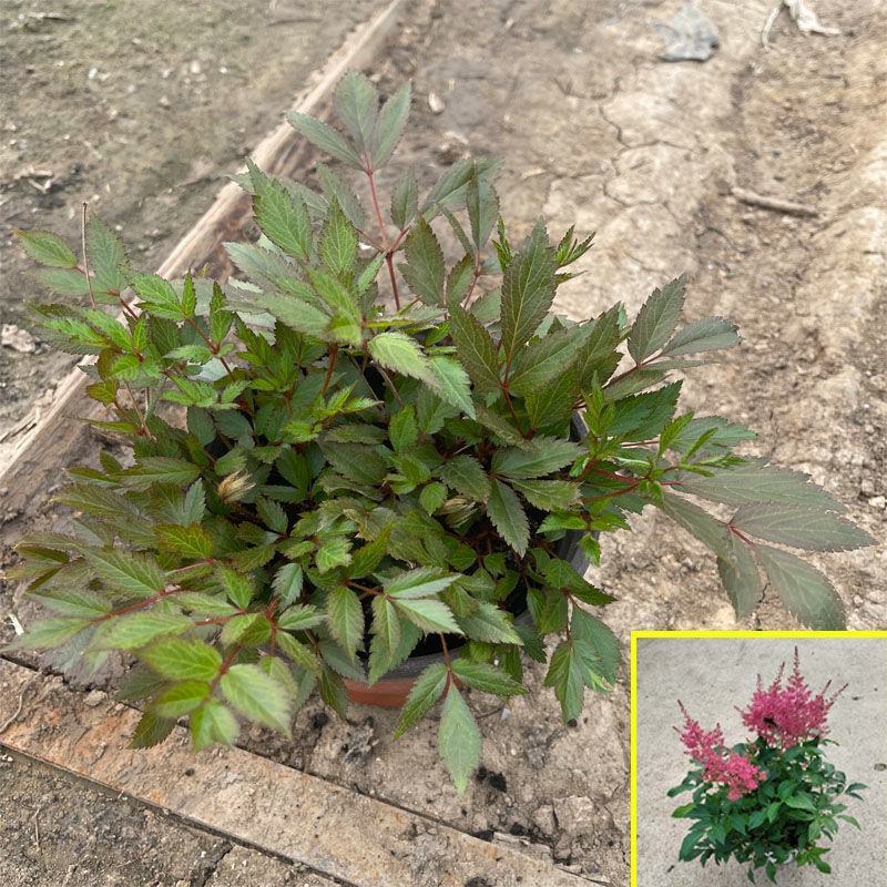 进口花卉落新妇盆栽带花阳台花园多年生宿根耐阴花卉