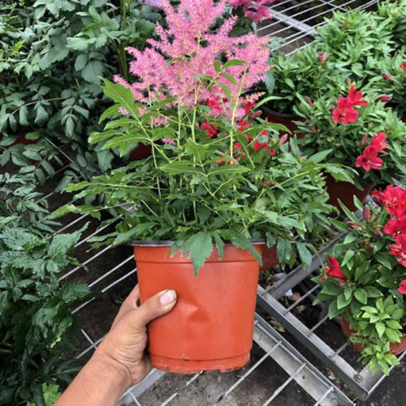 进口花卉落新妇盆栽带花阳台花园多年生宿根耐阴花卉