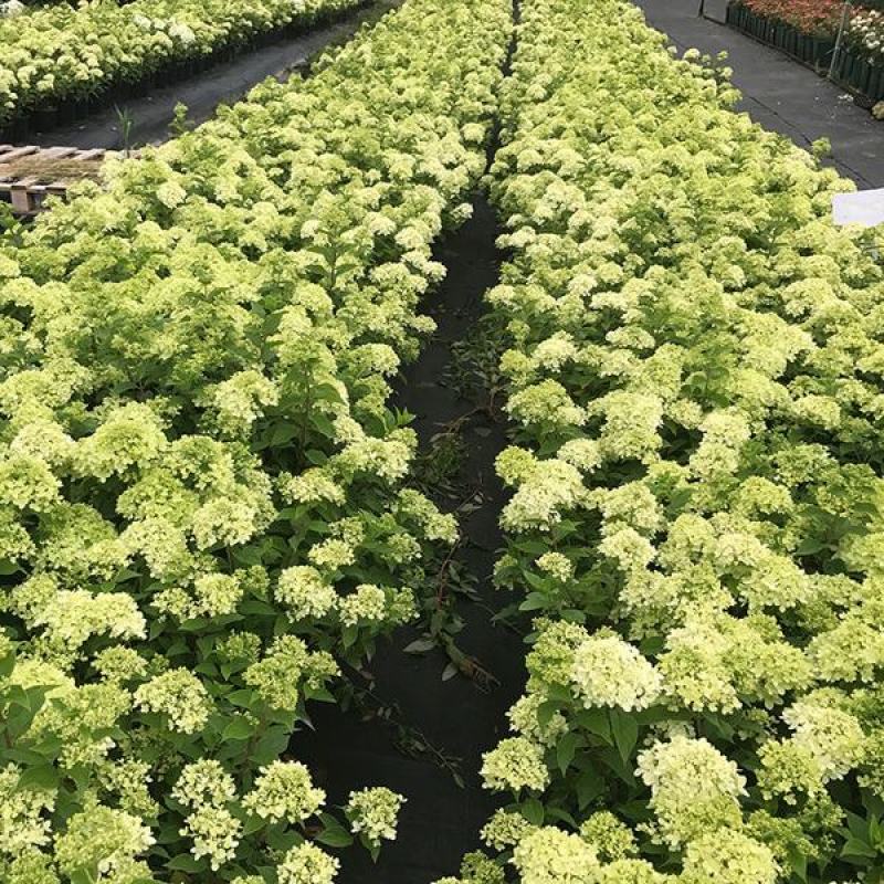圆锥绣球花苗盆栽香草草莓四季开花花卉室内易成活好养植物