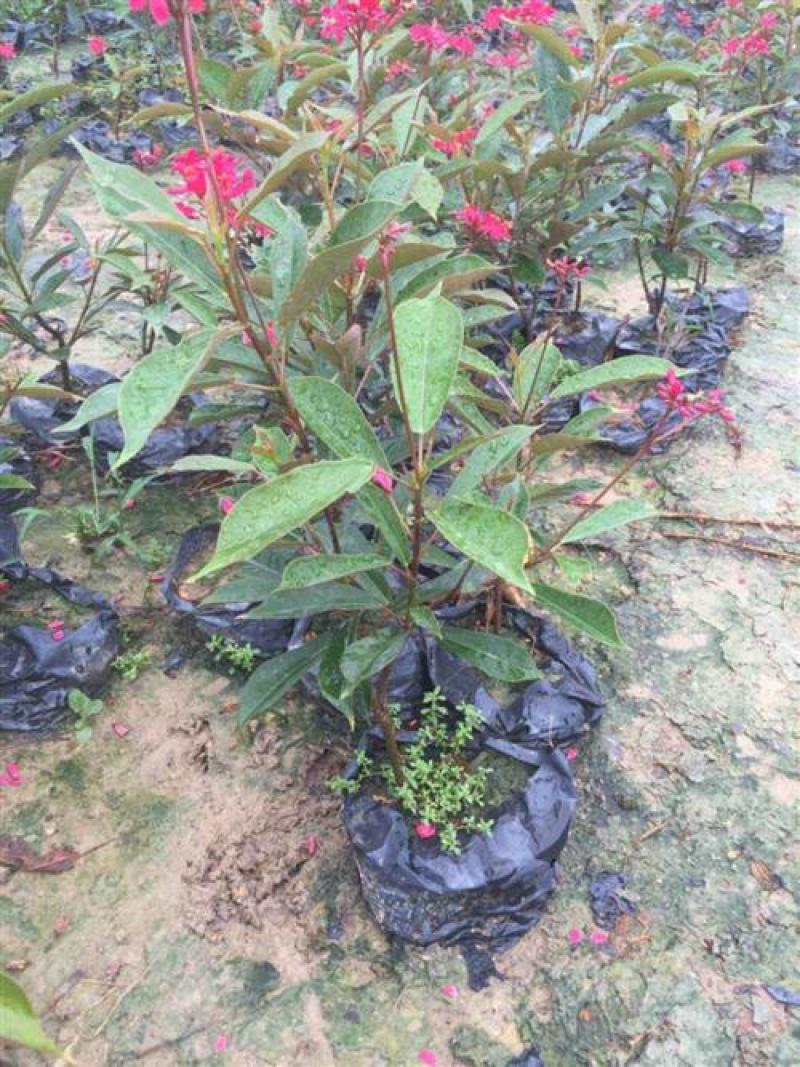 琴叶珊瑚花室外阳台庭院美观四季开花不断天天有花开盆栽