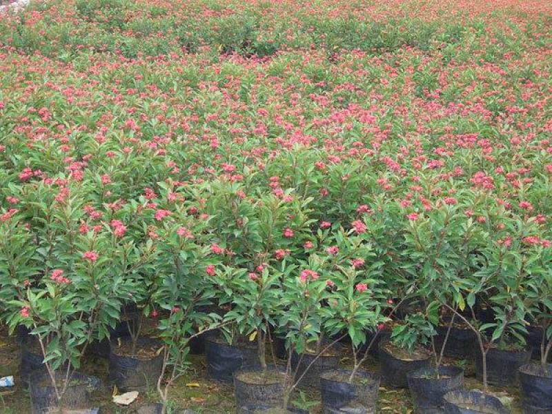 琴叶珊瑚花室外阳台庭院美观四季开花不断天天有花开盆栽