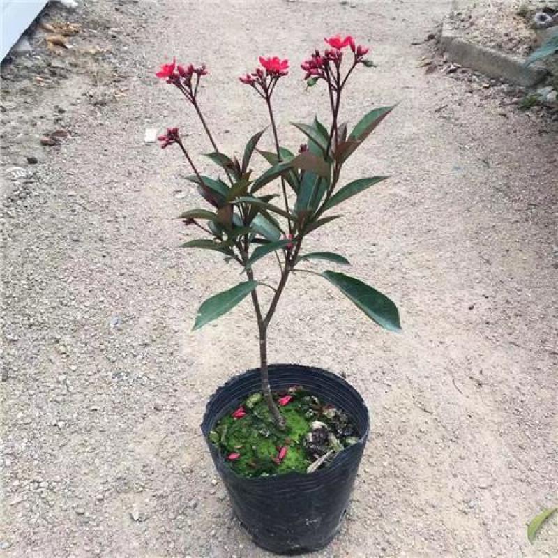 琴叶珊瑚花室外阳台庭院美观四季开花不断天天有花开盆栽