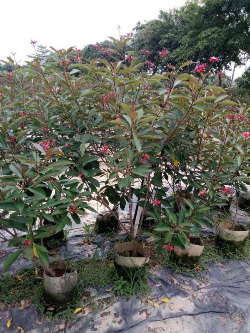琴叶珊瑚花室外阳台庭院美观四季开花不断天天有花开盆栽