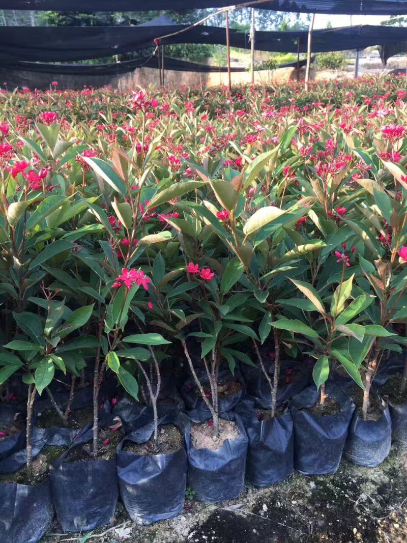 琴叶珊瑚花室外阳台庭院美观四季开花不断天天有花开盆栽