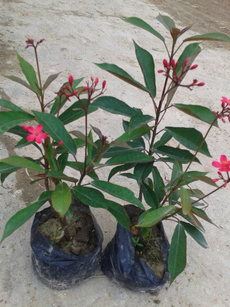 琴叶珊瑚花室外阳台庭院美观四季开花不断天天有花开盆栽