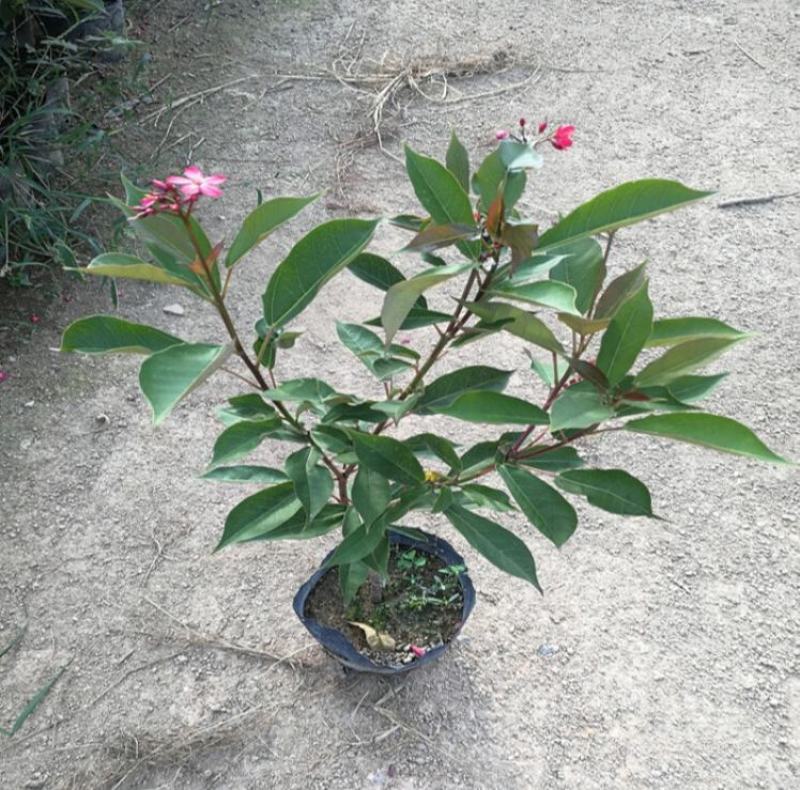琴叶珊瑚花室外阳台庭院美观四季开花不断天天有花开盆栽