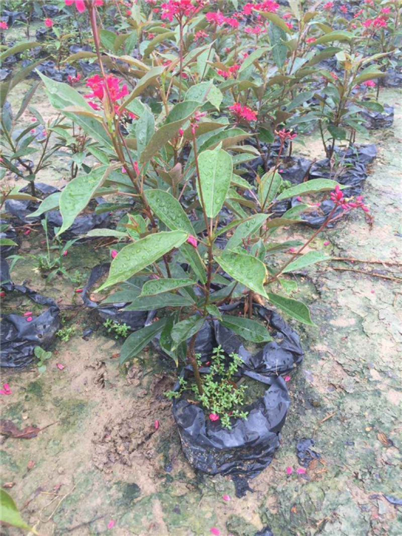琴叶珊瑚花室外阳台庭院美观四季开花不断天天有花开盆栽