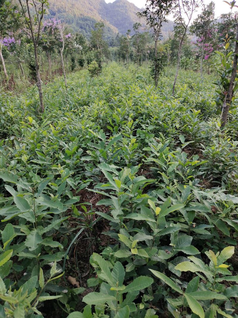 栓皮栎，麻栎