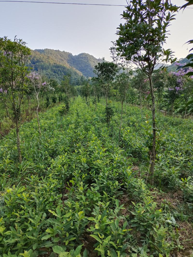 栓皮栎，麻栎