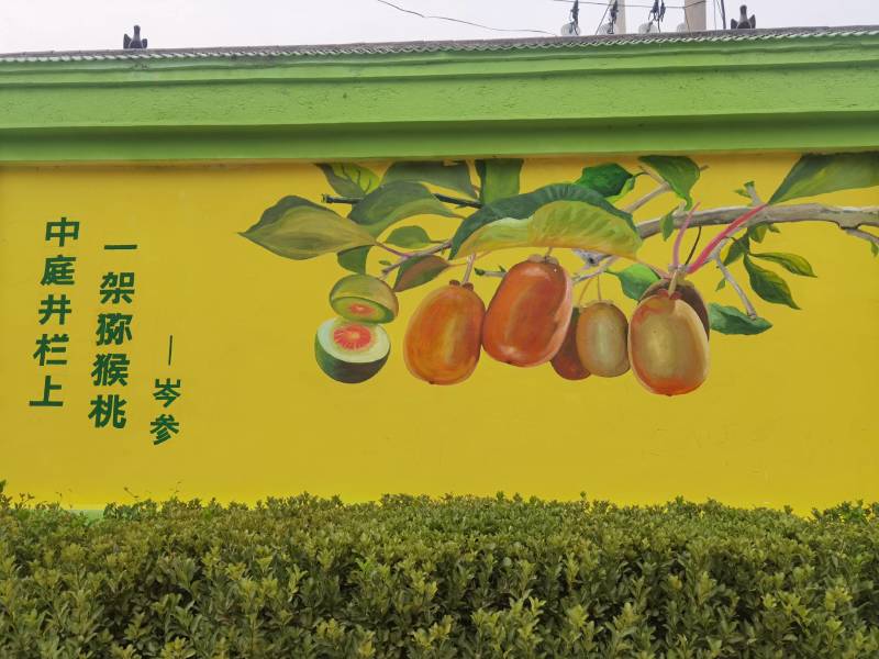 泥猴桃，奇异果，绿心泥猴桃山东省临朐县鑫宝果蔬专业合作社