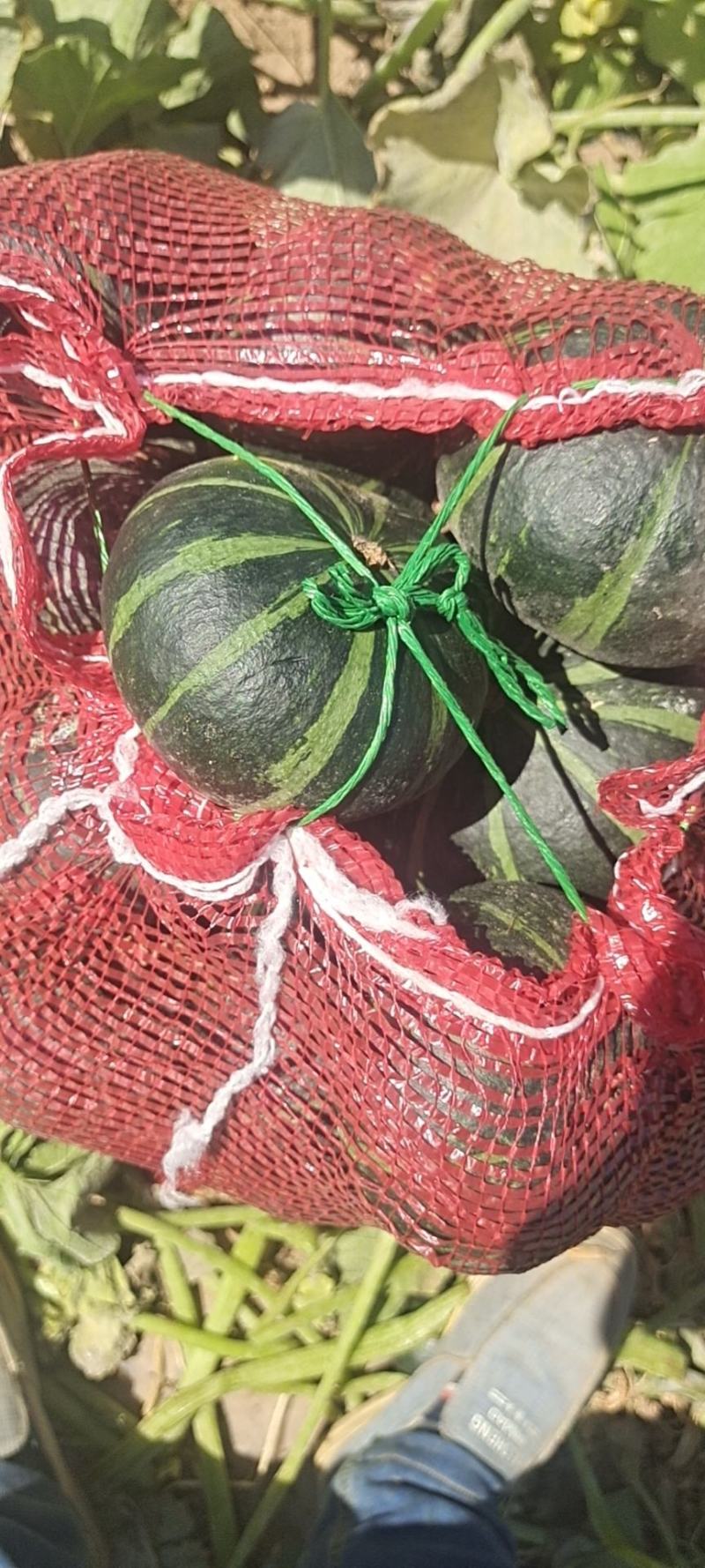 精品板栗，银栗，贝贝，红瓜，需要联系我，大量有货老度杠杠
