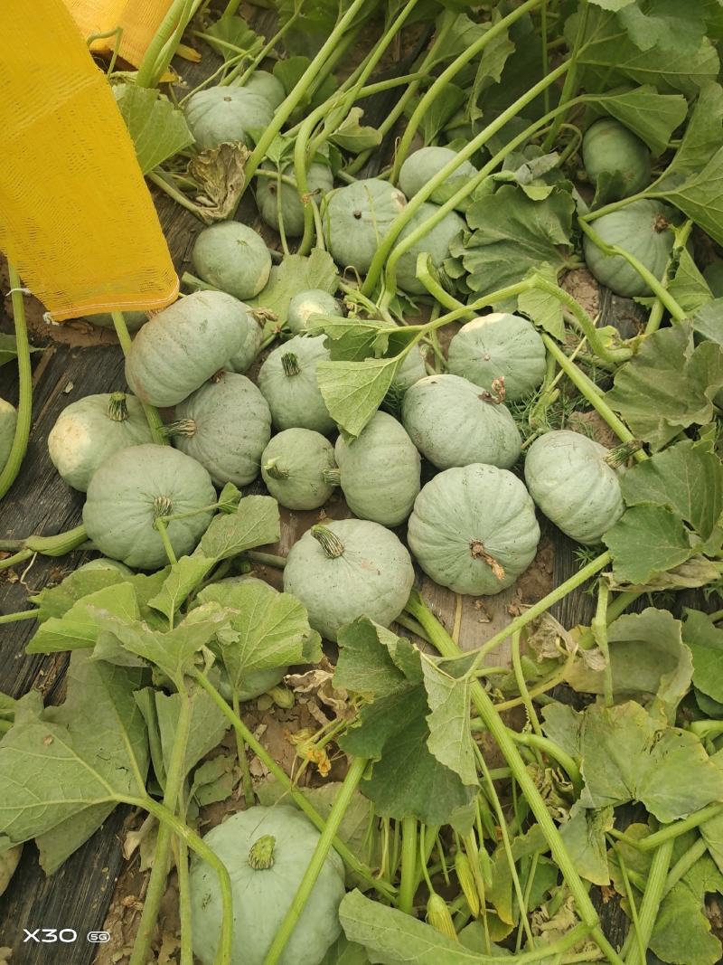 精品板栗，银栗，贝贝，红瓜，需要联系我，大量有货老度杠杠