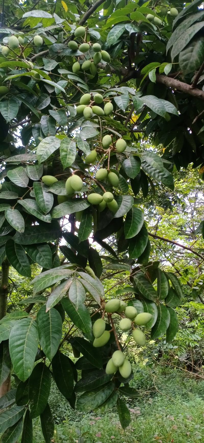 孕妇儿童煲汤自家种植橄榄现摘现发新鲜橄榄