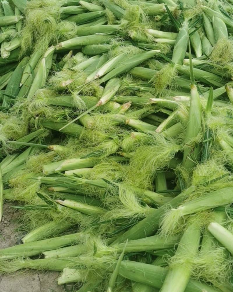 玉米笋大量上市基地种植质量保障一手货源