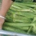 玉米笋大量上市基地种植质量保障一手货源