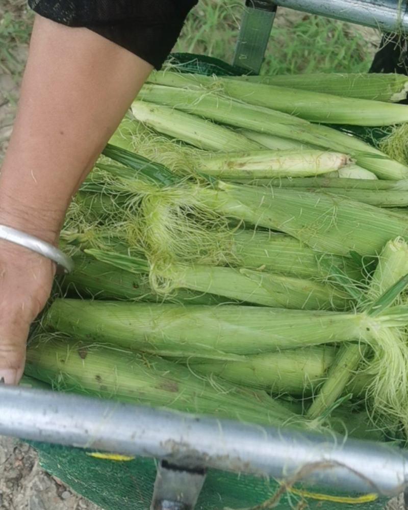 玉米笋大量上市基地种植质量保障一手货源