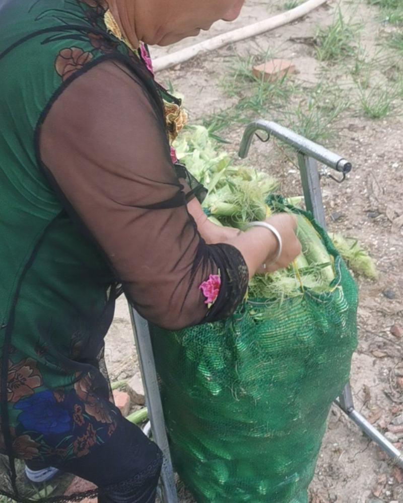 玉米笋大量上市基地种植质量保障一手货源