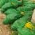 玉米笋大量上市基地种植质量保障一手货源