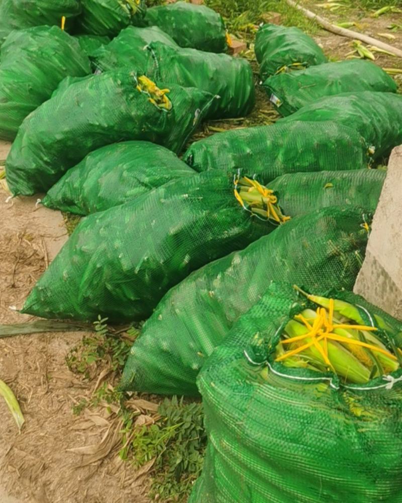 玉米笋大量上市基地种植质量保障一手货源