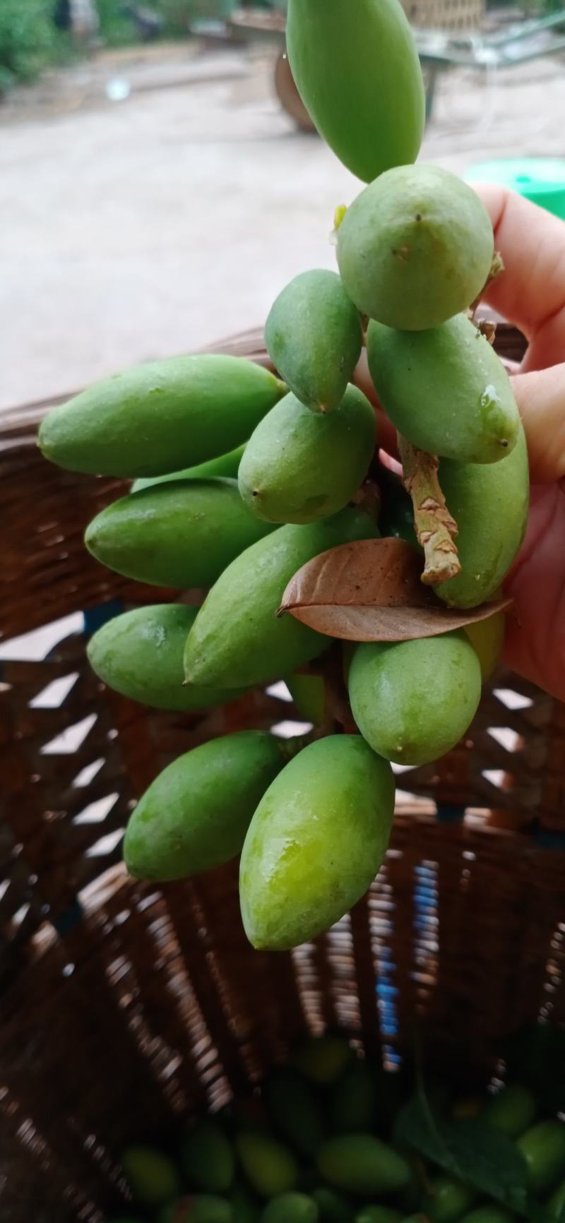 新鲜橄榄现摘现发生吃泡水泡茶孕妇煲汤余甘果泡酒