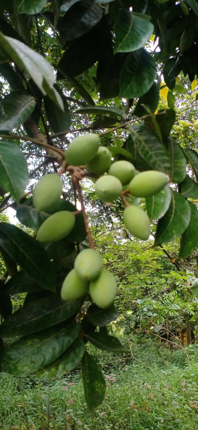 新鲜橄榄现摘现发生吃泡水泡茶孕妇煲汤余甘果泡酒