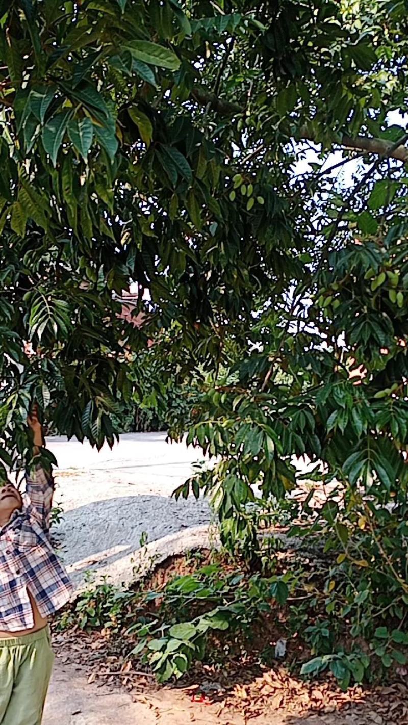 新鲜橄榄现摘现发生吃泡水泡茶孕妇煲汤余甘果泡酒