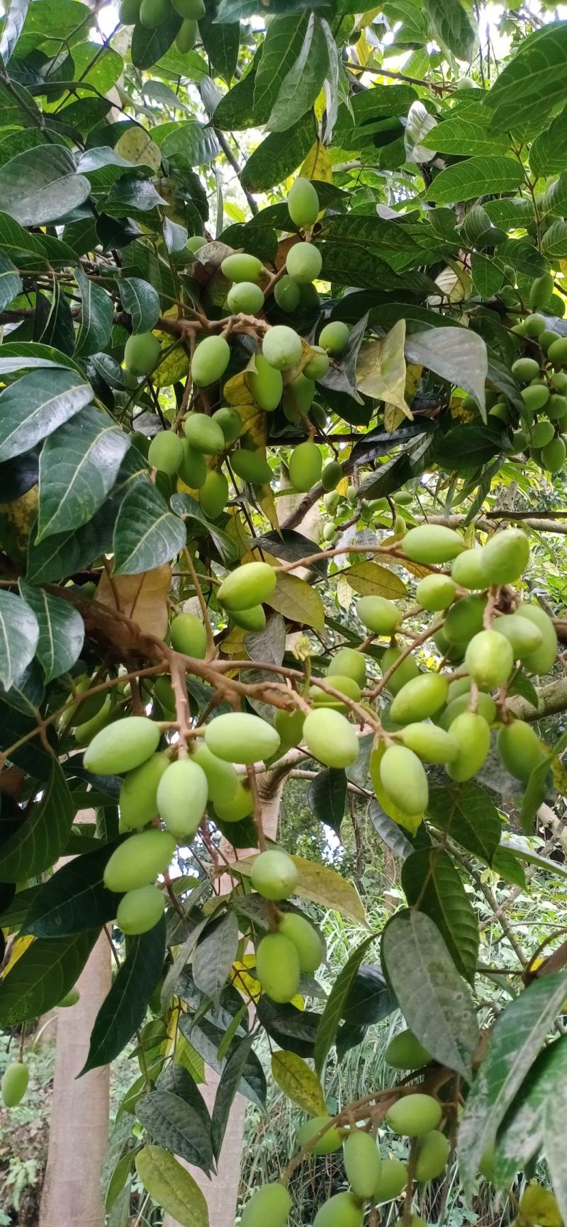 新鲜橄榄现摘现发生吃泡水泡茶孕妇煲汤余甘果泡酒