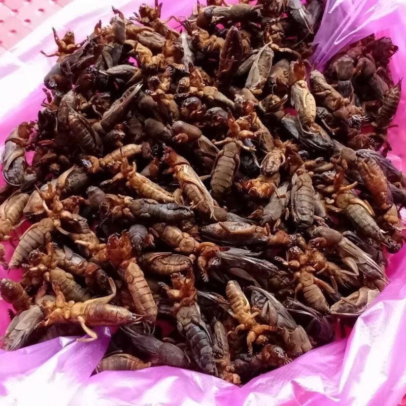 蝼蛄干中药材，个头大