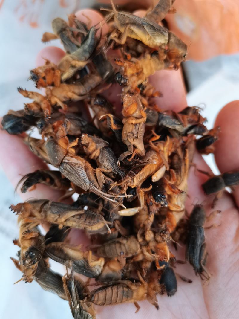 蝼蛄干中药材，个头大