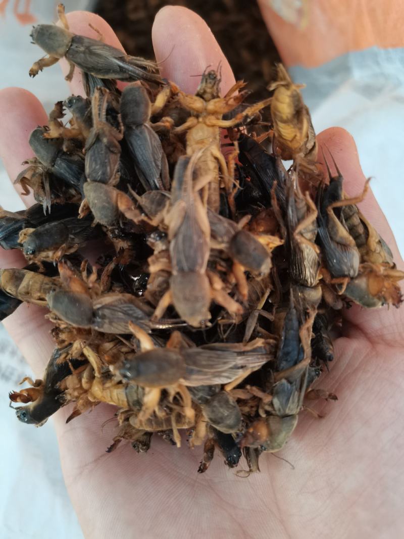 蝼蛄干中药材，个头大