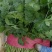 大叶香菜滑县香菜20~25厘米以上精品发全国