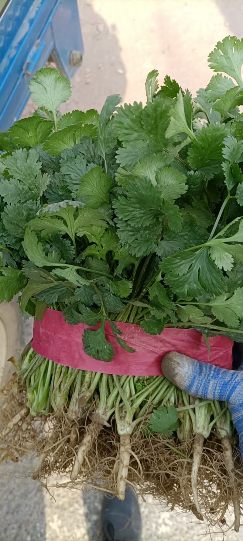 大叶香菜滑县香菜20~25厘米以上精品发全国