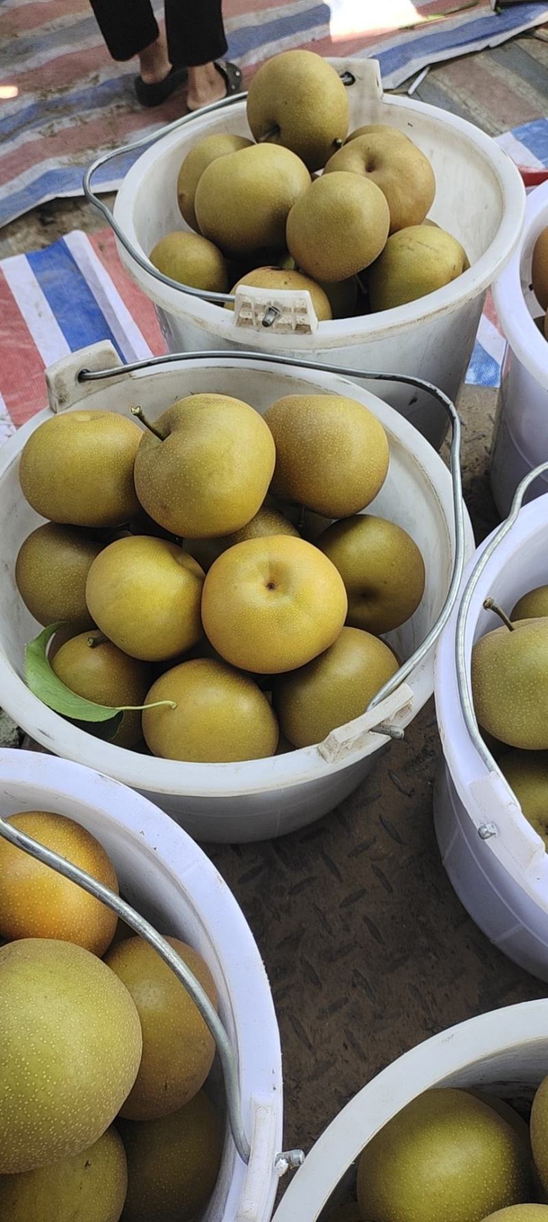圆黄梨大量上市有光果套袋的欢迎新老客户前来洽谈