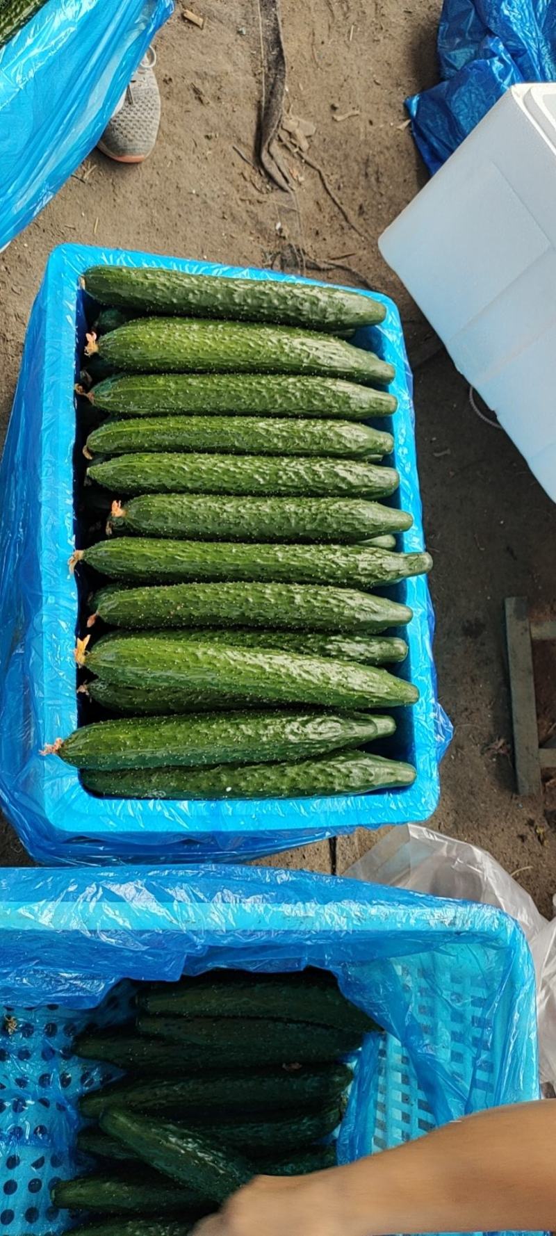 豫北果蔬交易市场精品黄瓜大量上市